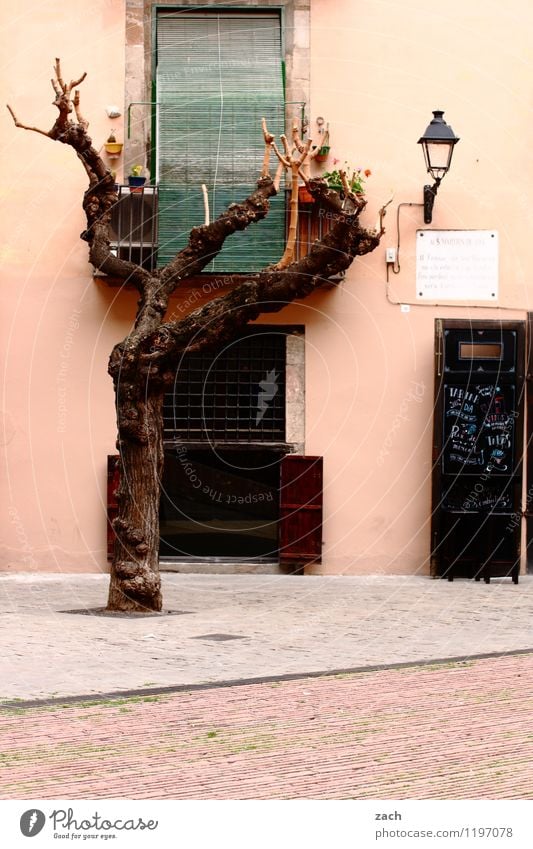 Freiräume Städtereise Pflanze Baum Barcelona Spanien Stadt Stadtzentrum Altstadt Haus Platz Marktplatz Bauwerk Architektur Mauer Wand Fassade Fenster Tür