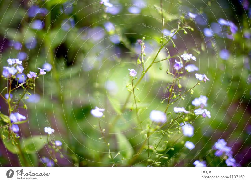 Vergißmeinnicht Frühling Sommer Pflanze Blume Blüte Blühend klein blau grün violett zartes Grün Frühlingsfarbe Frühlingsblume sommerlich Sommerblumen Farbfoto