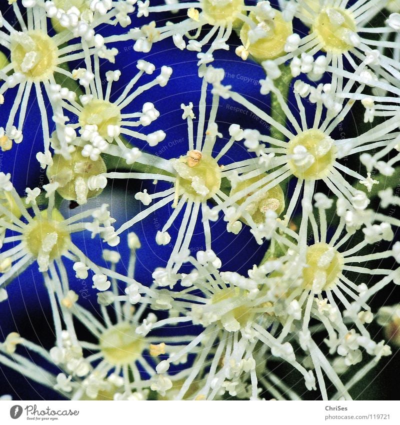 Kletterhortensie (Hydrangea petiolaris) Ranke Kletterpflanzen Blüte Doldenblüte weiß kleben Wachstum Frühling Sommer Pflanze Blühend Staubfäden Honig Biene