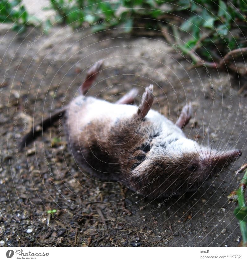 aus die maus Tier Maulwurf Nagetiere Ratte Tod Pfote ausgestreckt Schwanz Schädlinge Plage auf dem Rücken Wiese Sträucher Baum Osten Trauer Haustier