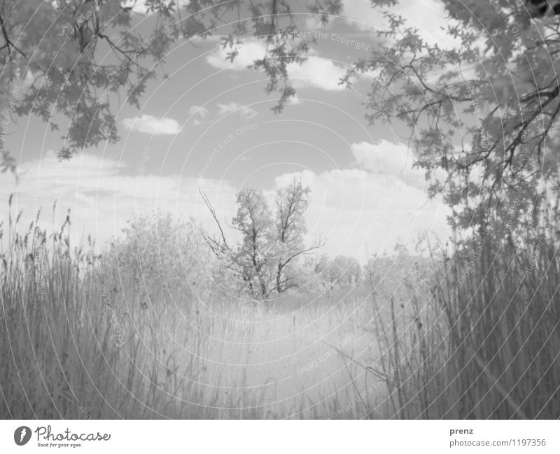 Durchblick Umwelt Natur Landschaft Pflanze Wolken Frühling Sommer Baum Gras Sträucher Feld grau träumen Infrarotaufnahme traumhaft Schwarzweißfoto Außenaufnahme