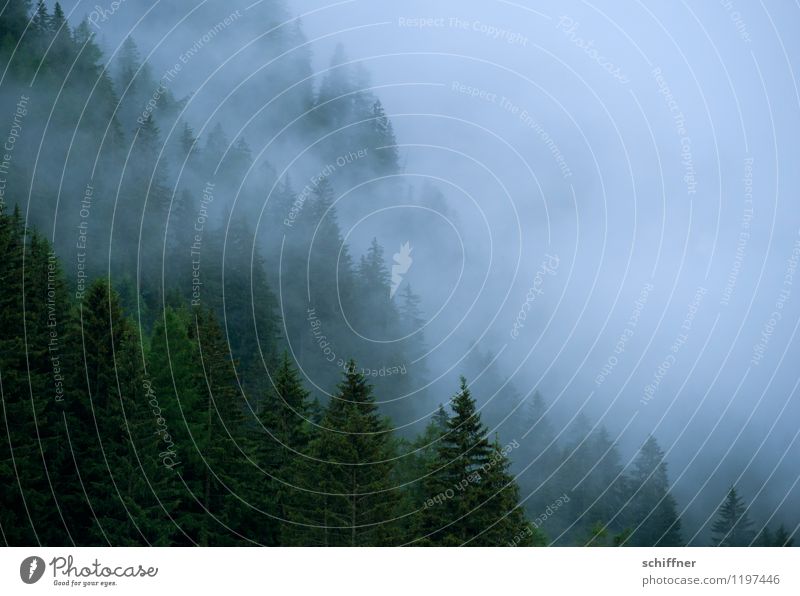 Nebelsteilwand II Umwelt Natur Landschaft Pflanze schlechtes Wetter Baum Alpen Berge u. Gebirge dunkel Nebelschleier Nebelbank Nebelwald Nebelstimmung Tanne