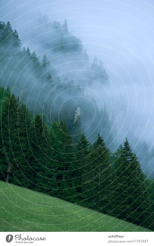Nebelsteilwand Umwelt Natur Landschaft Pflanze schlechtes Wetter Baum Gras Wiese Wald Alpen Berge u. Gebirge dunkel grün Bundesland Tirol Außenaufnahme