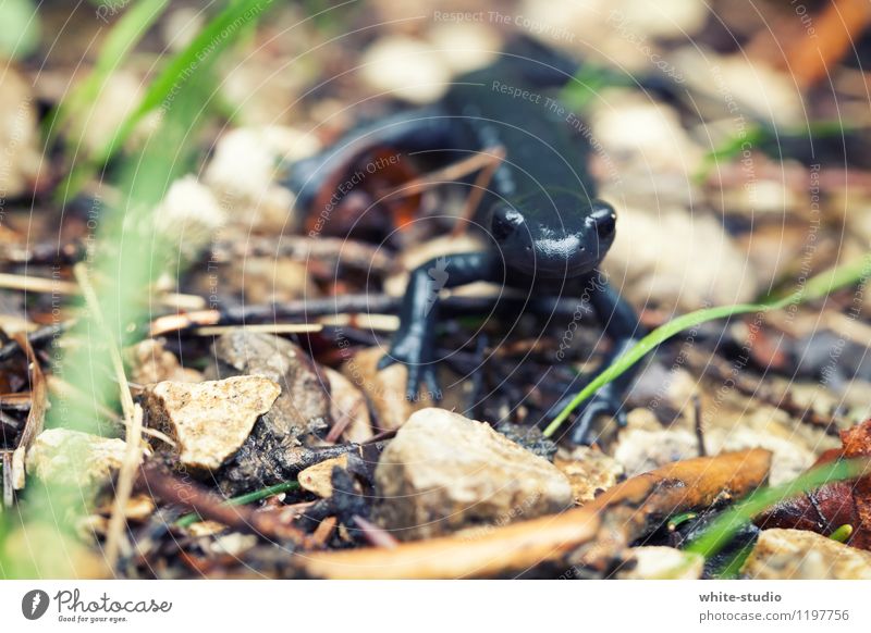 Entdeckungsreise Echte Eidechsen Molch Salamander beobachten entdecken Neugier Interesse schwarz tierisch Tierporträt Nahaufnahme Makroaufnahme Tapferkeit