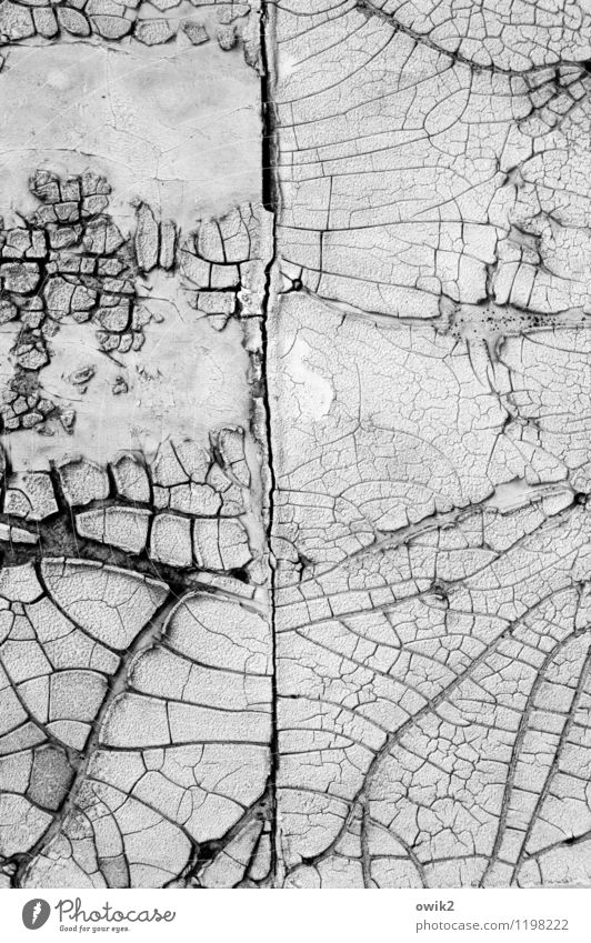 Wurzelwerk Mauer Wand Fassade alt dehydrieren Verfall Vergänglichkeit Zerstörung Riss Zahn der Zeit Teile u. Stücke Fragmente verfallen Schaden Schwarzweißfoto