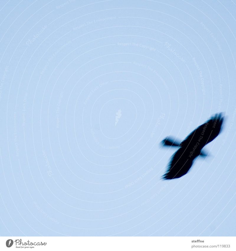 Ich bin dann mal weg ... Vogel Luft Schweben fliegen fliegend Vogelflug Silhouette Vor hellem Hintergrund Freisteller Textfreiraum oben Textfreiraum Mitte