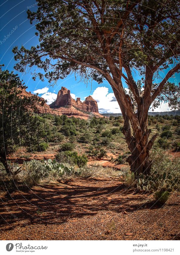 400 | into the wild Ferien & Urlaub & Reisen Tourismus Ausflug Abenteuer Freiheit Sommer Sommerurlaub Umwelt Natur Landschaft Pflanze Sand Himmel Wolken Klima