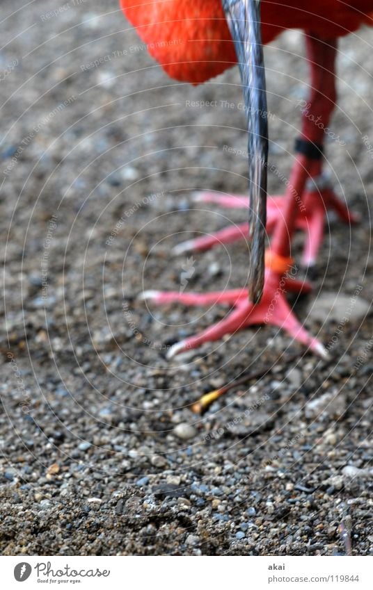 Roter Sichler Tier Futter Ernährung Vogel Reflexion & Spiegelung rot Schnabel Wachsamkeit Kontrolle Jäger krumm Angst schön gefährlich Eudocimus ruber