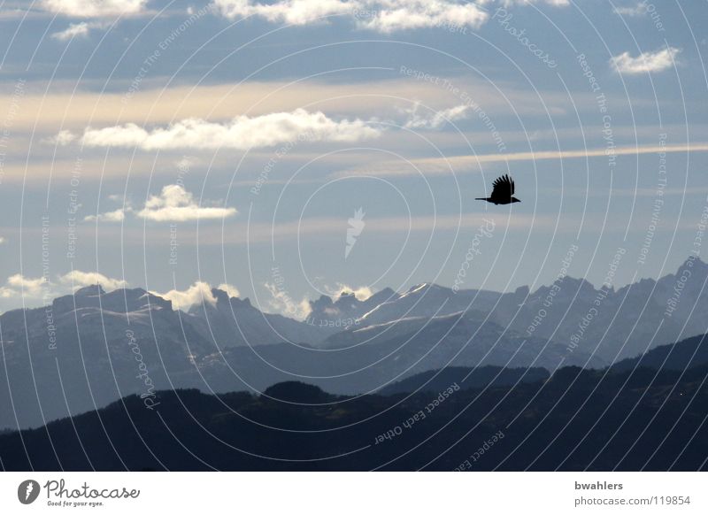 Fernweh See Wolken Vogel Stimmung Gegenlicht Himmel Berge u. Gebirge Bodensee Alpen Ferne Freiheit fliegen