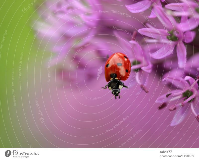 abwärts Umwelt Natur Pflanze Tier Frühling Sommer Blume Efeu Blüte Garten Käfer Insekt Marienkäfer Gliederfüßer 1 Duft fallen hängen krabbeln frech Neugier grün