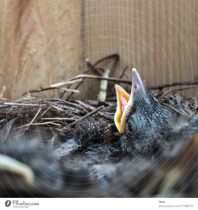 Kinderstube Tier Vogel Beginn anstrengen Erwartung Nest Amsel Schnabel offen warten Appetit & Hunger Menschenleer Textfreiraum oben Schwache Tiefenschärfe
