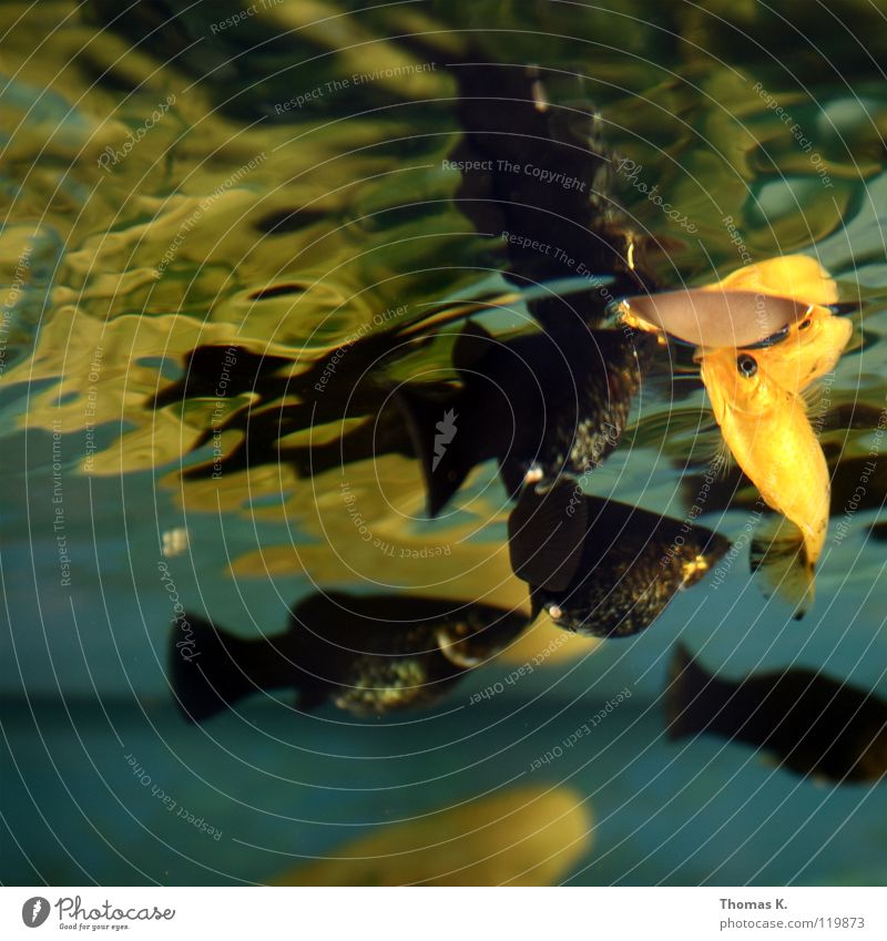 Oberflächen(an)spannung Vierauge Ausländer Aquarium Kieme Futter füttern Freizeit & Hobby Fisch fish molly black gold lebendgebährend einzelgänger fingerspitze