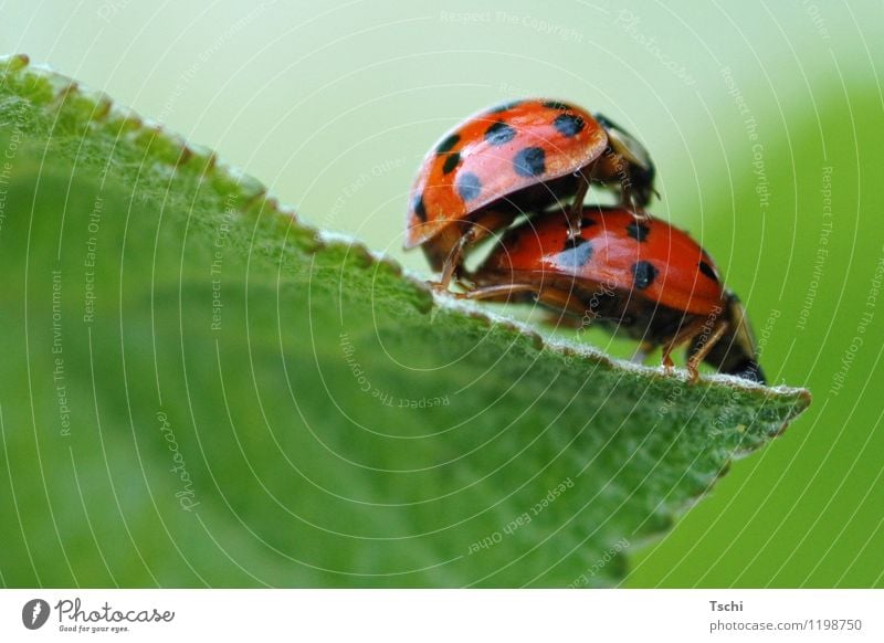 Marienkäfer-Liebe Käfer 2 Tier Tierpaar Liebesleben Fortpflanzung grün orange rot schwarz Gefühle Freude Frühlingsgefühle Glück ladybird Punkt Farbfoto