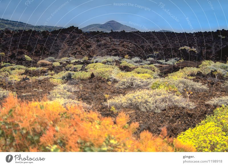 De Colores de La Palma Umwelt Natur Landschaft Pflanze Himmel Frühling Wetter Schönes Wetter Blume Sträucher Blatt Blüte Wildpflanze Hügel Felsen