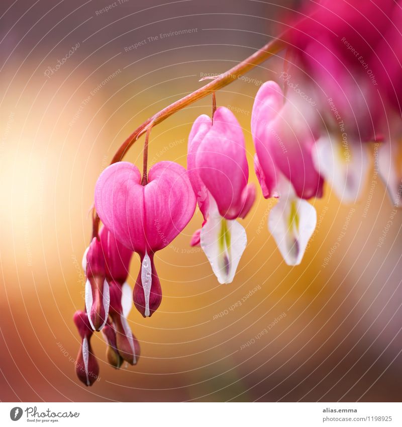 Flammendes Herz Blume Tränendes Herz Lamprocapnos spectabilis rosa rot Blüte herzförmig Pflanze Garten flammendes Herz Wassertropfen Tropfen Symbole & Metaphern