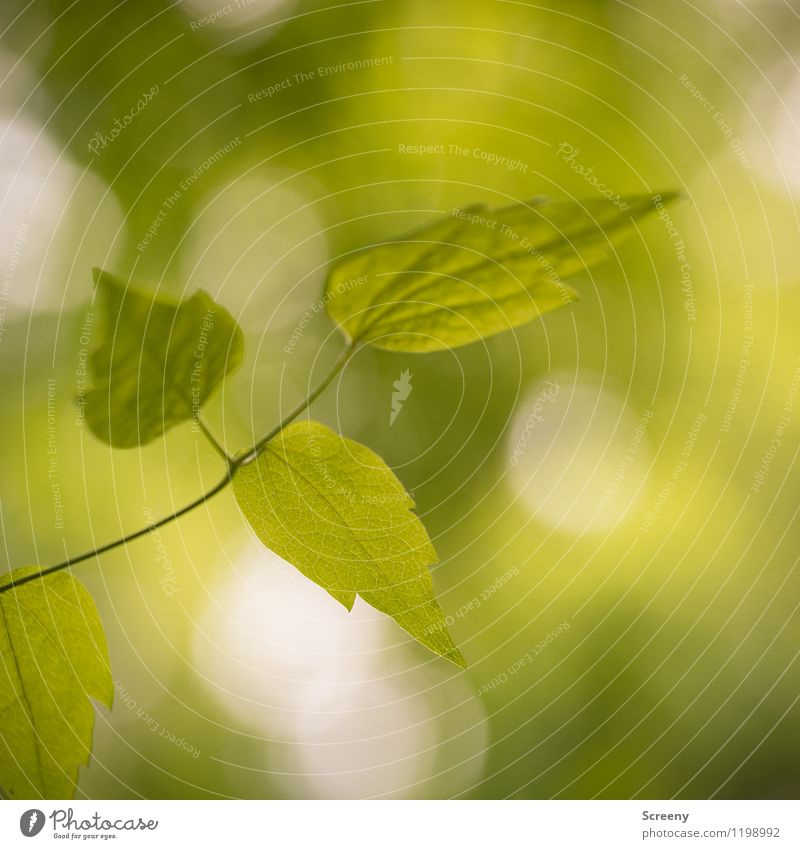 Sommerliche Frische Natur Pflanze Frühling Baum Blatt Wachstum grün Farbfoto Außenaufnahme Nahaufnahme Detailaufnahme Menschenleer Tag Licht Schatten