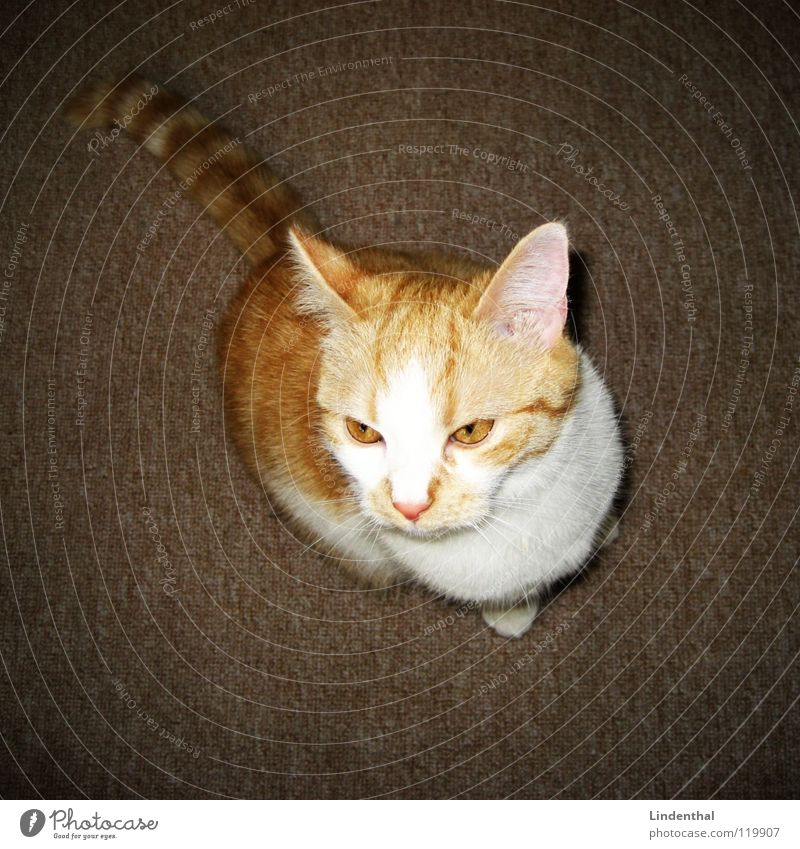 CAT Katze Fell Schwanz Säugetier cat scharfer blick Blick blickt hoch gold Ohr Mittelpunkt Auge