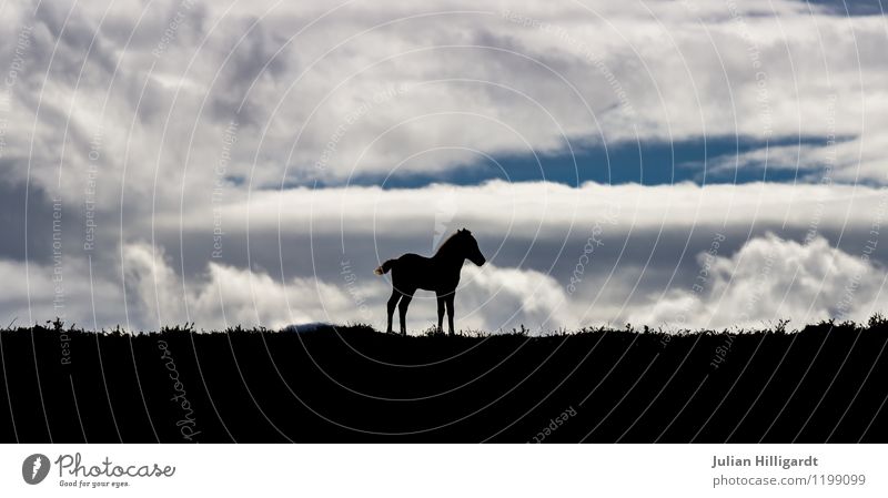Island Pferd / Fohlen Lifestyle Reiten Umwelt Landschaft Himmel Wolken Schönes Wetter Tier 1 Erholung hören Ferien & Urlaub & Reisen warten dunkel Gefühle