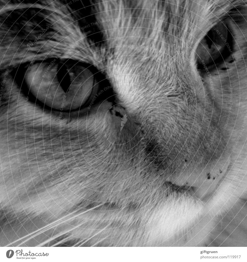 kein wässerchen trüben können oder: faustdick hinter den ohren Katze Hauskatze Fell Oberlippenbart Miau Tier Schwarzweißfoto Säugetier Makroaufnahme Nahaufnahme