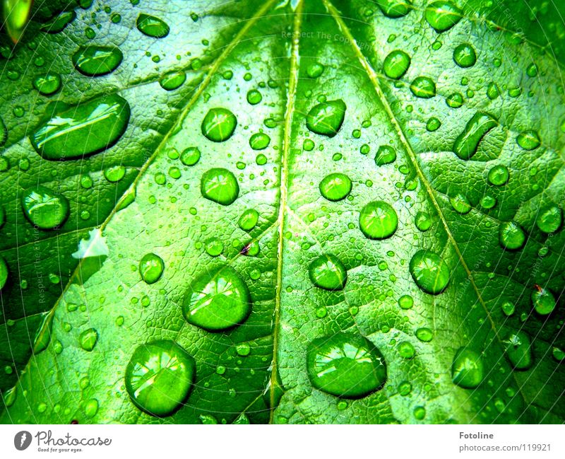 Regentropfen auf einem Weinblatt Wilder Wein Wassertropfen Sommer vor unserem Haus nach Regen Sonne schien Blattausschnitt saftiges Grün Pflanze grün nass
