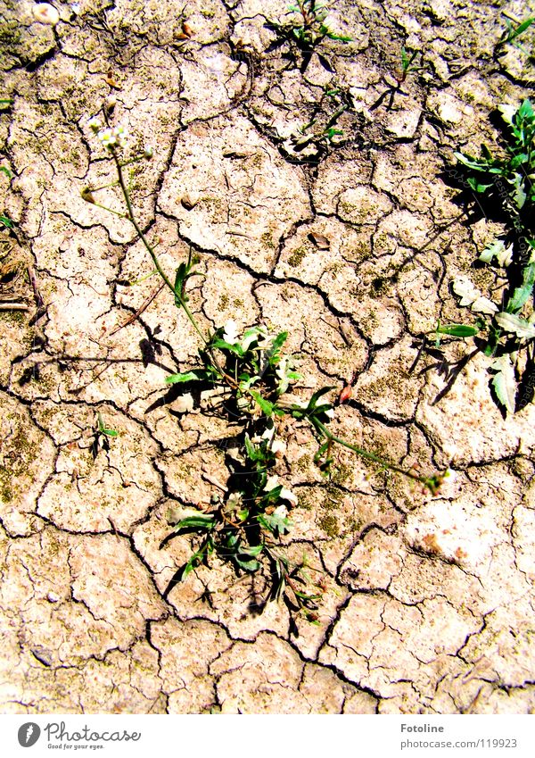 Ausgetrockneter Boden und trotzdem gibt es lebendiges Grün Sommer Pflanze Fußweg ausgetrocknete Erde Kraft der Natur Lehmboden Risse im Boden Wüste
