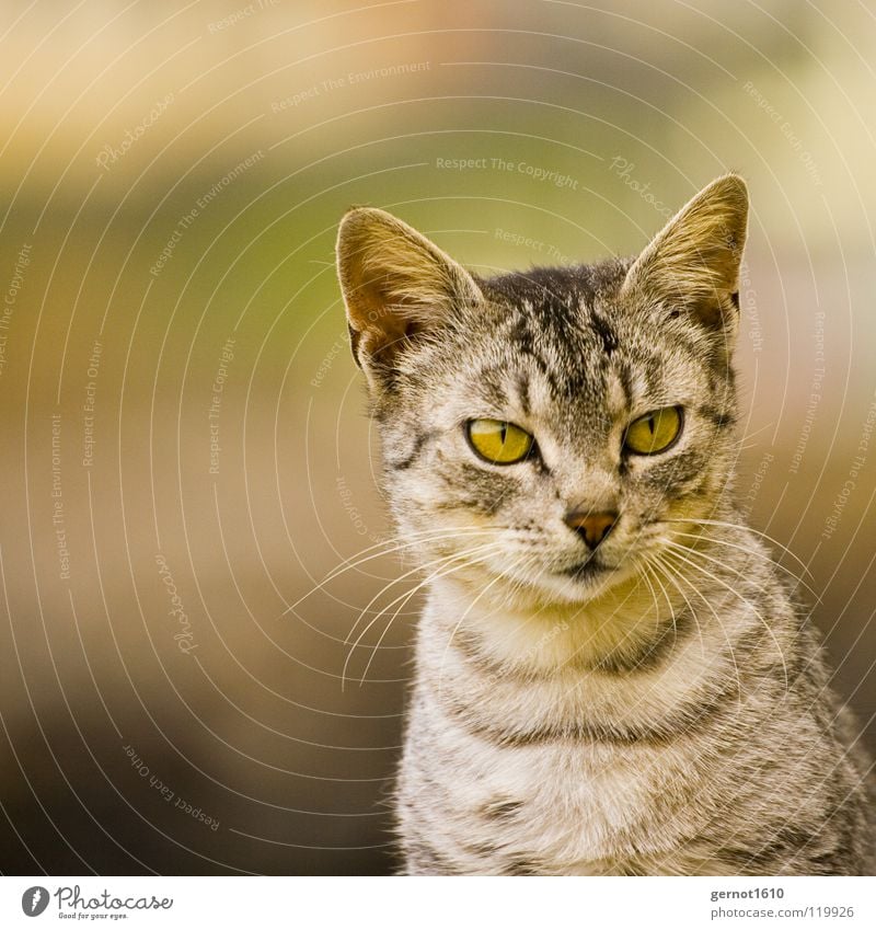 Schwanger Katze Blick Landraubtier Neugier Wachsamkeit Genauigkeit Streifen grau schwarz schön Hauskatze hören Konzentration Säugetier Karnivore Interesse