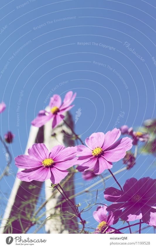 himmelan. Kunst Kunstwerk ästhetisch Zufriedenheit Blume Blumenwiese Blumenbeet Blumenstengel rosa violett Violetthimmel Blüte Blühend Farbfoto Gedeckte Farben