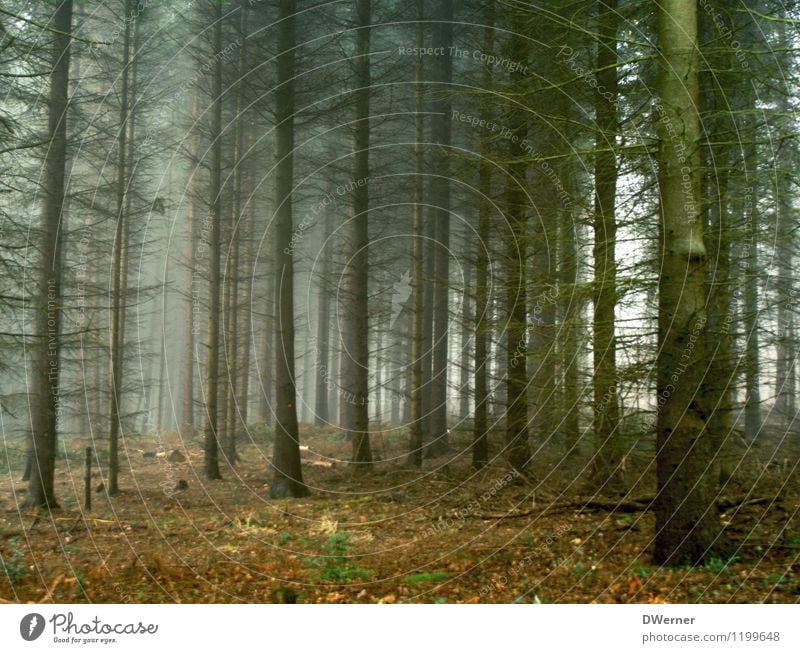 Nadelwald Umwelt Natur Landschaft Urelemente Herbst Klima schlechtes Wetter Nebel Pflanze Baum Wald bedrohlich dunkel Unendlichkeit gruselig kalt Traurigkeit
