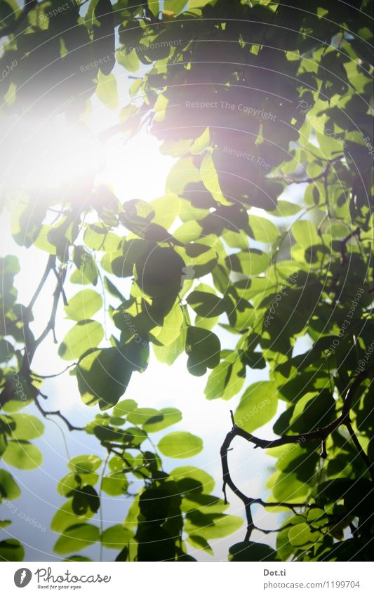 Schein-Akazie Natur Pflanze Himmel Wolkenloser Himmel Sonnenlicht Frühling Sommer Schönes Wetter Baum Blatt Grünpflanze Garten Park hell grün Idylle rein