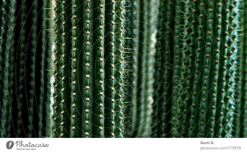 son Kack grün Pflanze Kaktus Botanik Dorn vertikal Bedecktsamer gefährlich Konzentration stachelbiest Stachel kaktee kakteengewächs Detailaufnahme stechding