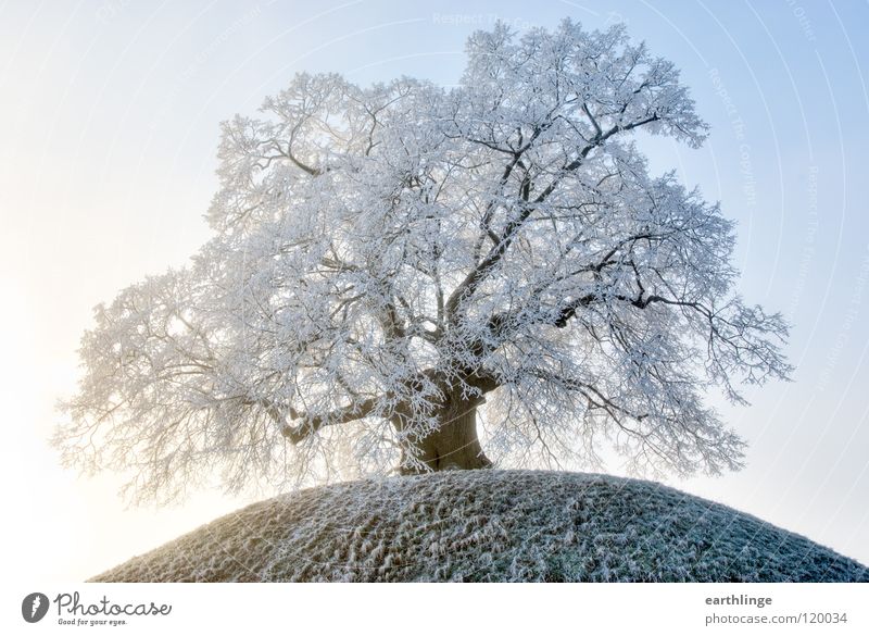Die Dorfälteste 4 Linde Winter Nebel Hügel erhaben Ruhestand Braunschweig weiß Querformat Farbfoto massiv Herbstlaub Digitalfotografie Vergänglichkeit kalt