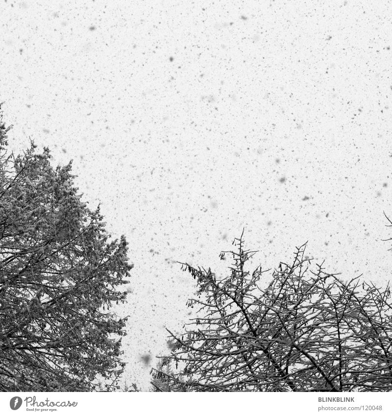 snow fleck grau Baum schwarz weiß Schneeflocke Himmel Winter kalt gefroren Natur Schnellzug schnne grey tree black white snow flakes Ast stems sky cold frozen