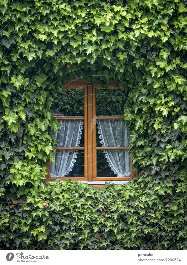 insektenhotel Sommer Efeu Dorf Einfamilienhaus Fassade authentisch nachhaltig retro Gelassenheit Wachstum Häusliches Leben Insektenhaus Gardine Fenster