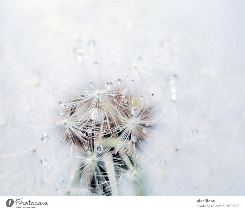 Pusteblume mit Tautropfen elegant Erholung ruhig Garten Landwirtschaft Forstwirtschaft Natur Pflanze Wassertropfen Frühling Sommer Regen Blume Blüte Wildpflanze