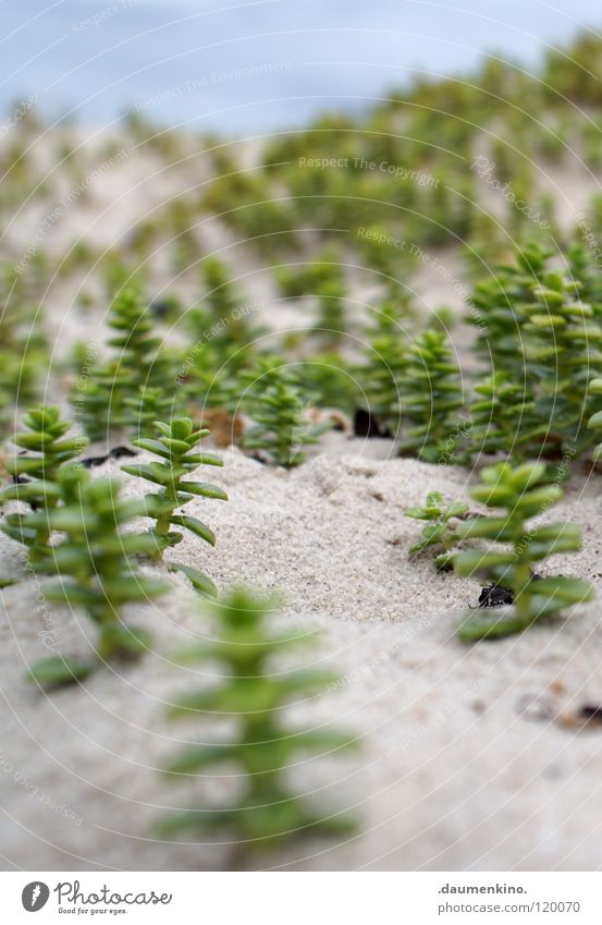 Weltansichten Strand Pflanze Wald Meer Baum Tiefenschärfe modern Makroaufnahme Nahaufnahme Sand Stein Erde Wasser Ast