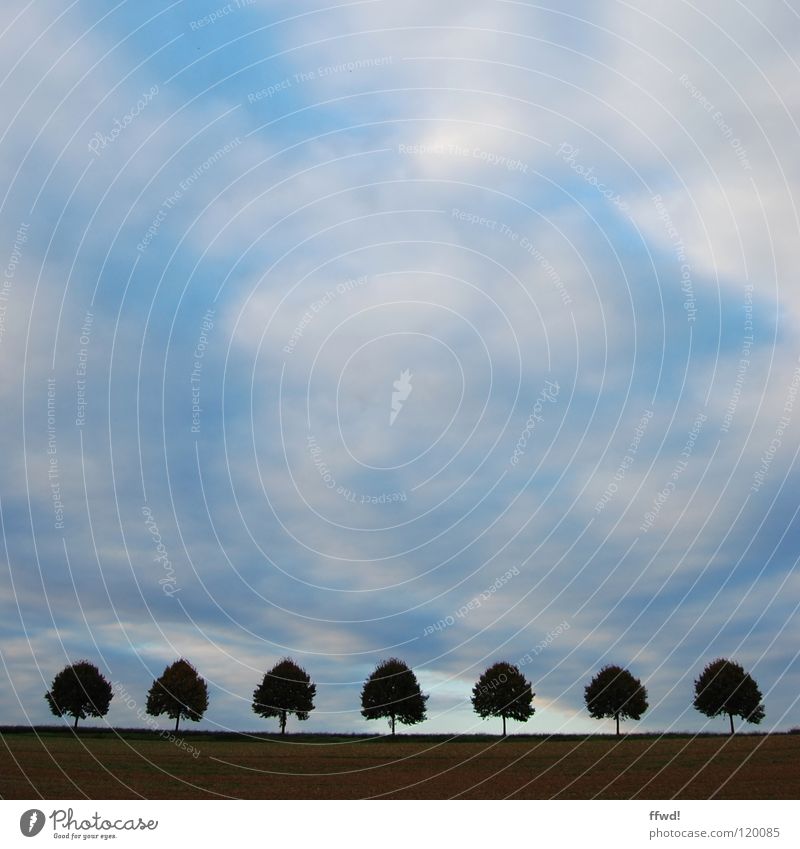 sieben Baum Baumkrone Baumreihe aufgereiht Symmetrie Feld Wolken schlechtes Wetter Dämmerung 7 Himmel Reihe Linie Silhouette geordnet waagrecht Ordnung
