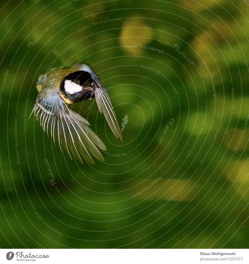 Eine Kohlmeise im Flug vor grünem Hintergrund. Tier Wildtier Vogel Tiergesicht Flügel 1 fliegen blau gelb schwarz weiß Feder Farbfoto Außenaufnahme Nahaufnahme