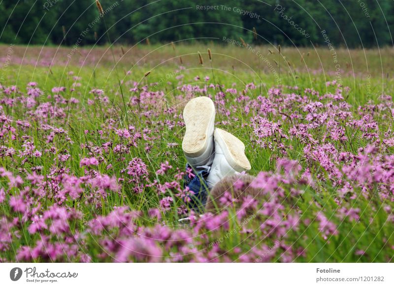Freiheit Kind zu sein Mensch Kindheit Umwelt Natur Landschaft Pflanze Sommer Schönes Wetter Blume Gras Blüte Wiese frei hell nah natürlich grün violett weiß