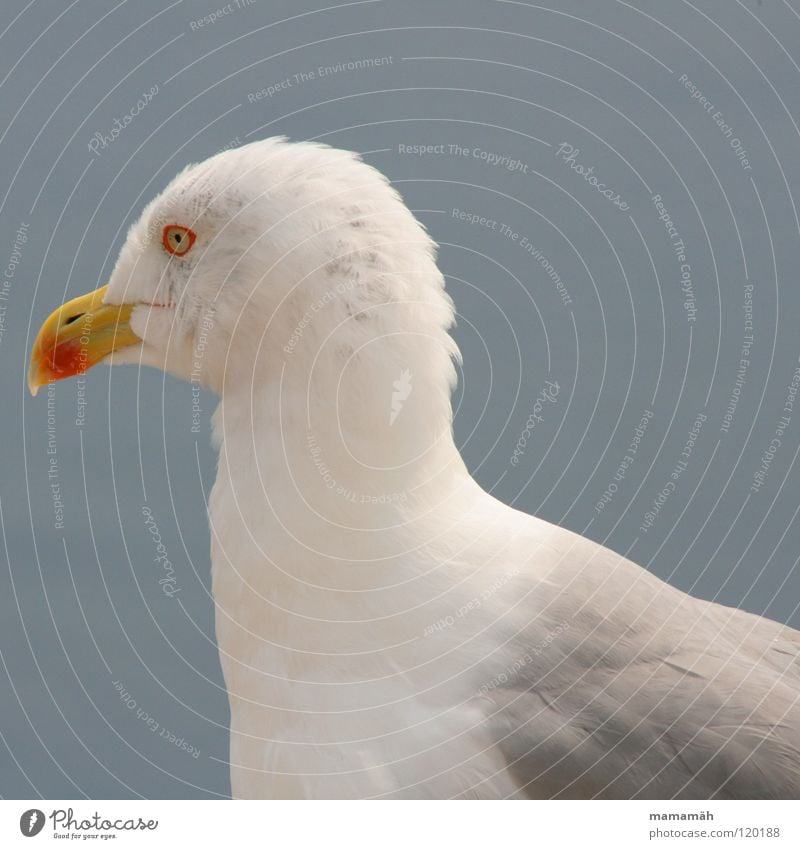 Stiller Beobachter! Teil 2 Möwe Meer See Schnabel Feder Konzentration Vogel Seemöwe Flügel Himmel fliegen warten sitzen beobachten Ausschau halten erspähen bird