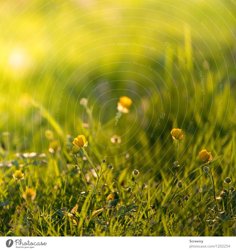 Frühlingsfrisch | UT Köln Natur Landschaft Pflanze Sonnenaufgang Sonnenuntergang Sonnenlicht Sommer Schönes Wetter Blume Gras Blüte Sumpf-Dotterblumen Park