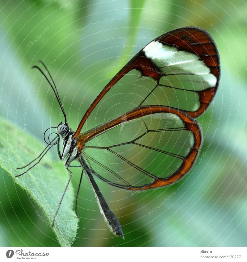 smooth** schön Leben Natur Tier Schmetterling Flügel fliegen krabbeln grün Leichtigkeit Insekt Membran Fühler Sechsfüßer Fluginsekt Chitin Facettenauge zart