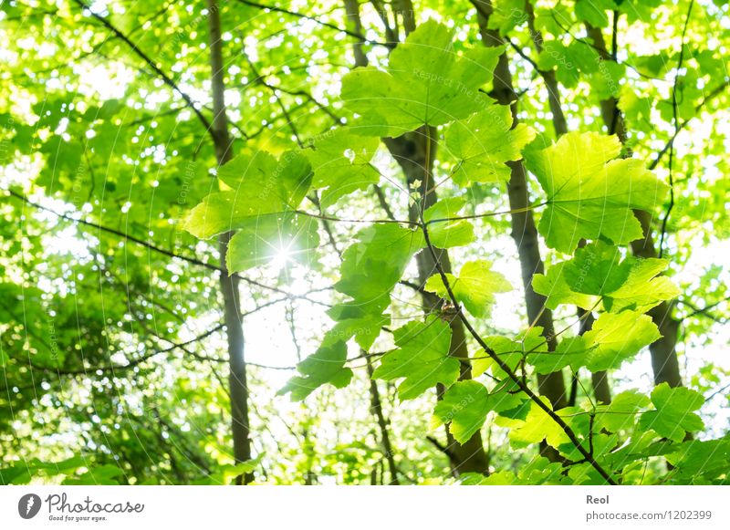Grün Natur Sonne Frühling Sommer Pflanze Baum Blatt Wildpflanze Blätterdach Wald grün hell Gegenlicht Wärme Schatten strahlend Farbfoto Gedeckte Farben