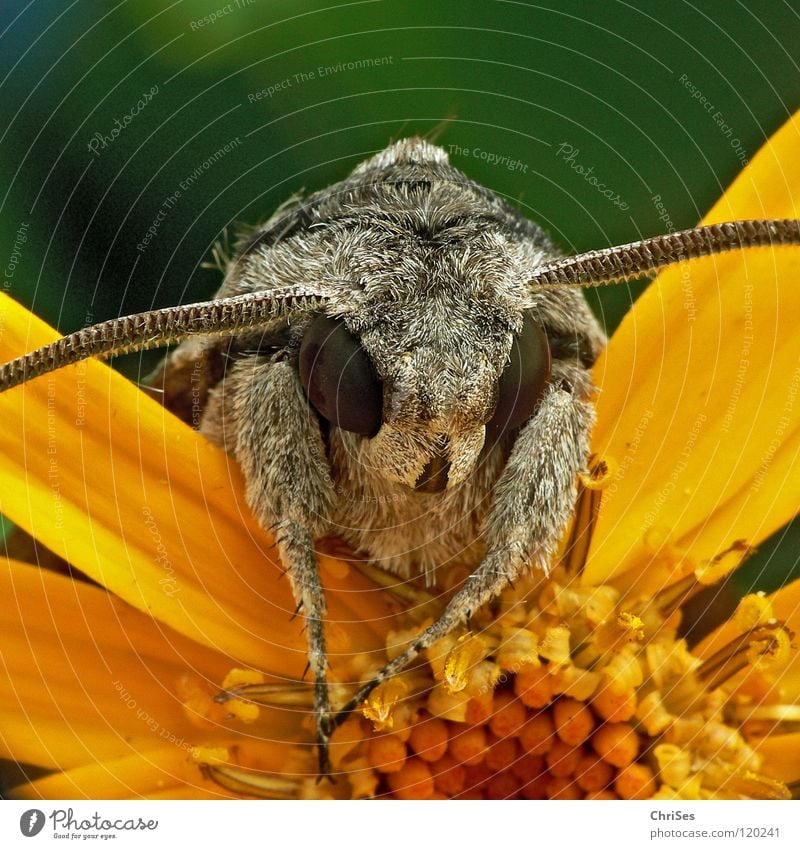 schaut ins Land : Windenschwärmer_05 (Agrius convolvuli) Schmetterling Fell Insekt Tier Sommer grau braun rot Frühling gelb grün Blütenblatt Rüssel Fühler Motte