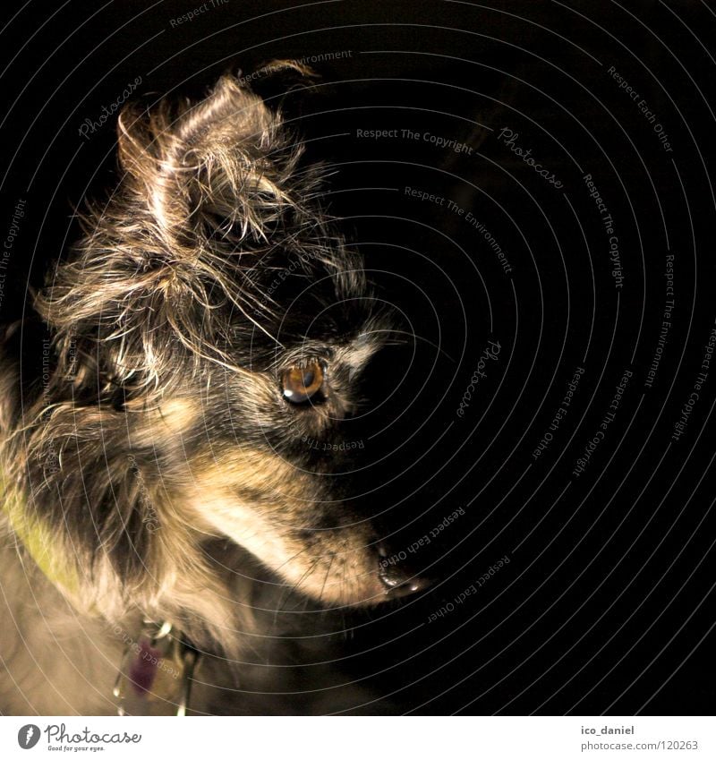 *Zombie-Opi* Haustier Hund Tiergesicht 1 alt dunkel gruselig klein niedlich gehorsam Dackel Schnauze Halsband Säugetier spukhaft Hundehalsband Nase Farbfoto