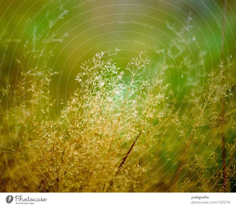 Gras Licht grün Stengel Halm Ähren glänzend schön weich Rauschen Wiese zart beweglich sensibel federartig Pflanze Farbe Sommer Pollen rispe rispen flimmer Weide