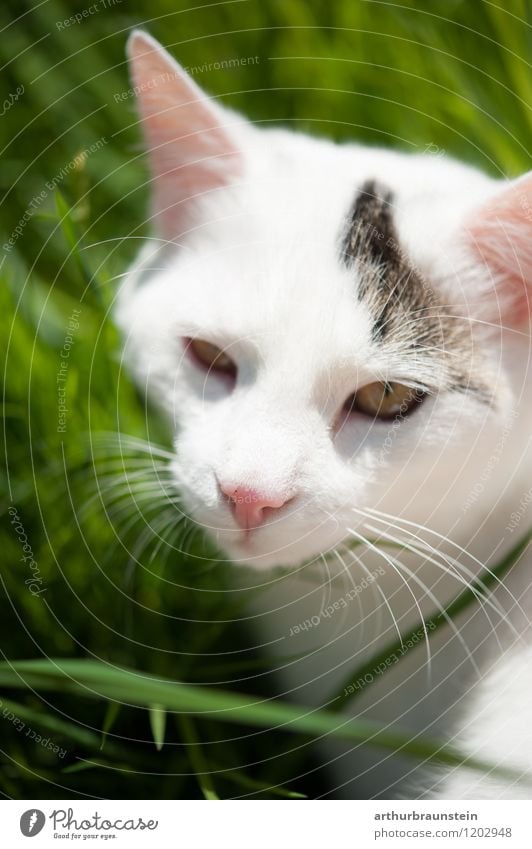 Weiße Katze mit Strähne Garten Umwelt Natur Pflanze Gras Park Wiese Tier Haustier Tiergesicht Fell 1 Blick ästhetisch schön weiß Sicherheit Farbfoto