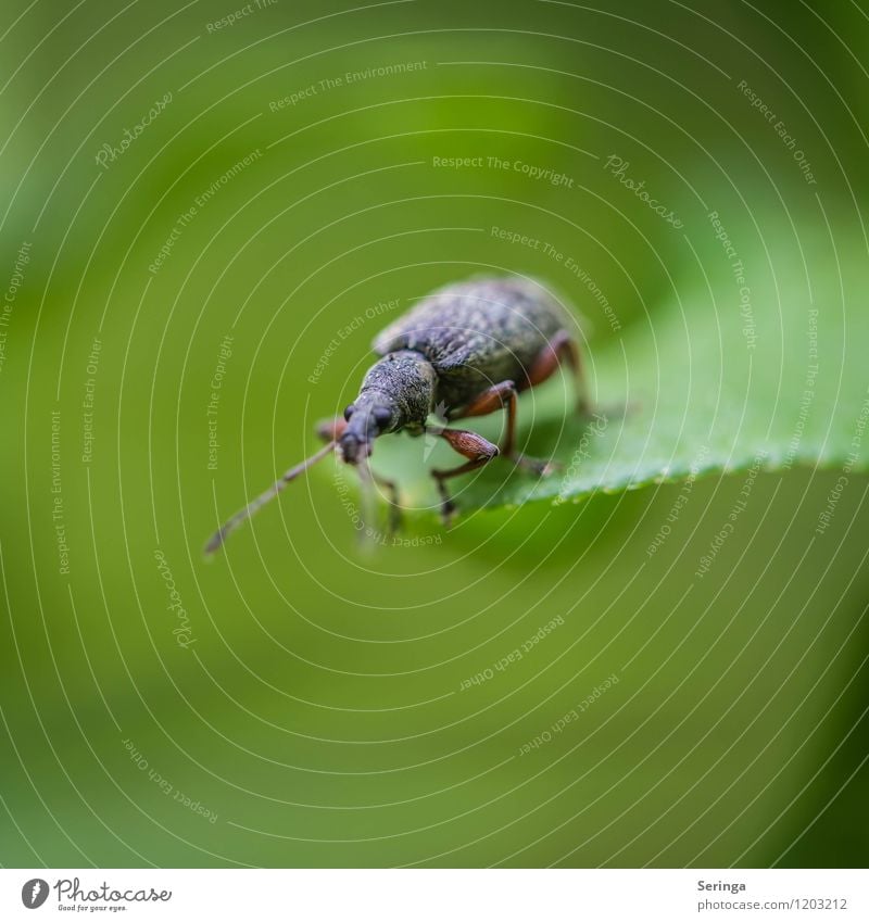 Am Abgrund Tier Käfer 1 fliegen krabbeln Blick blau braun mehrfarbig grün Farbfoto Außenaufnahme Nahaufnahme Detailaufnahme Makroaufnahme Tag Licht Sonnenlicht
