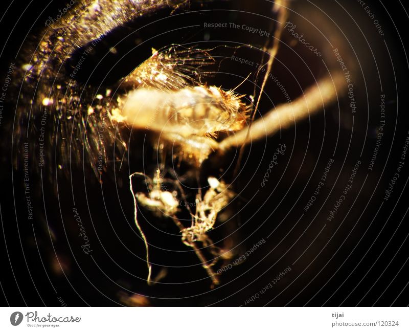 Experimental 1 Biene Insekt abstrakt Fussel Staub Makroaufnahme Nahaufnahme experimental Haare & Frisuren
