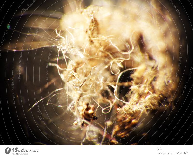 Experimental 3 Biene Insekt Staub Fussel Unschärfe Makroaufnahme Nahaufnahme Haare & Frisuren abstract