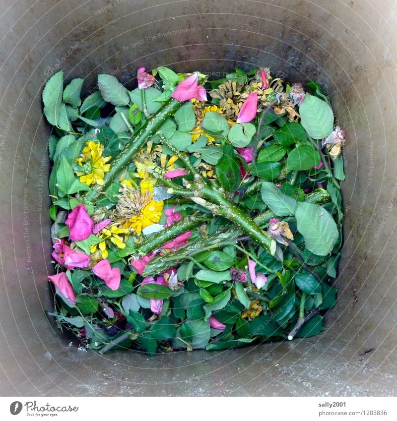 Blick in die Garten-Biotonne... Pflanze Blume Rose alt Duft verblüht werfen kaputt grün Natur Trennung Verfall Vergänglichkeit verrotten biotonne Müll